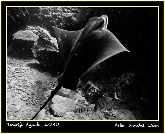Santiago del Teide, España - fish