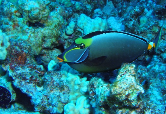 Kona HAWAII