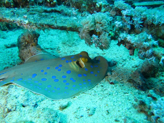 Red Sea