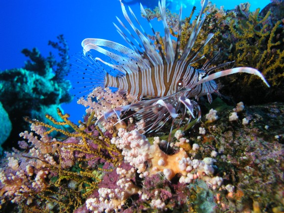 Sharm el-Sheikh, Egypte