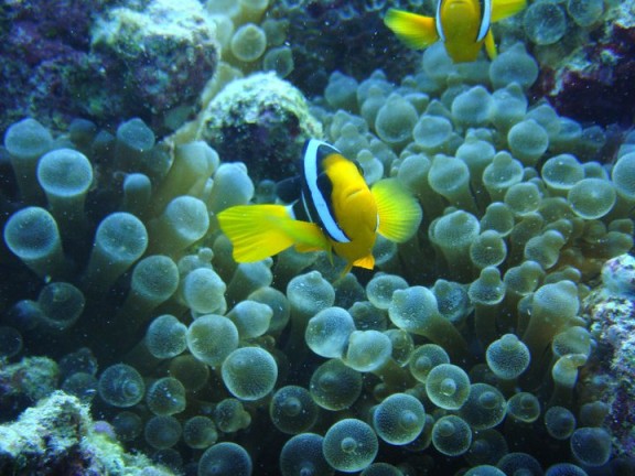 Biyadhoo