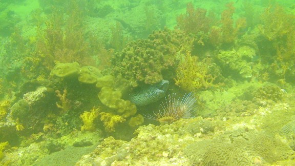 The Gulf of Oman