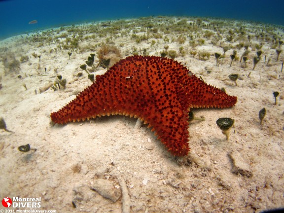 Quintana Roo, Mexique