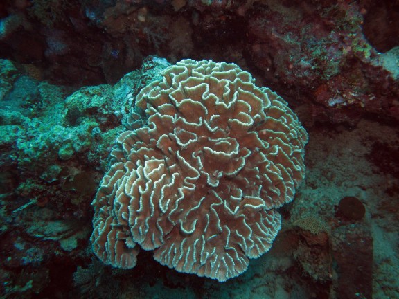 Gerokgak, Indonesia
