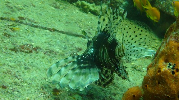 Red Sea