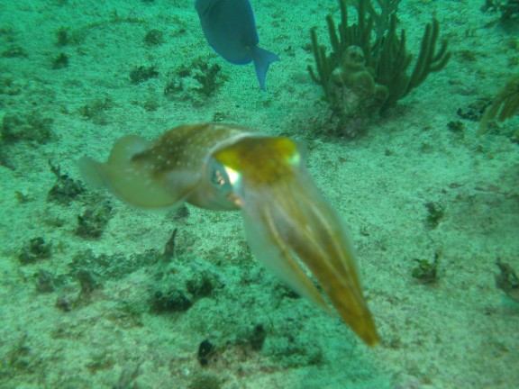 Sunset Reef, Cayman Islands