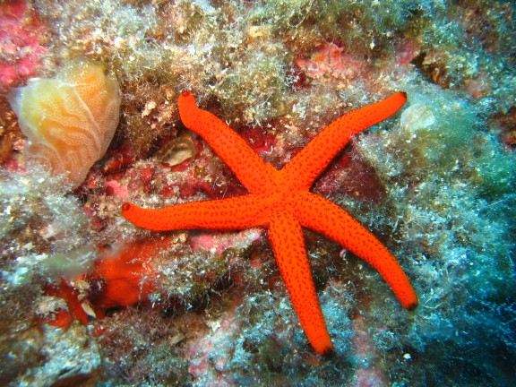 Reef Cala Serena