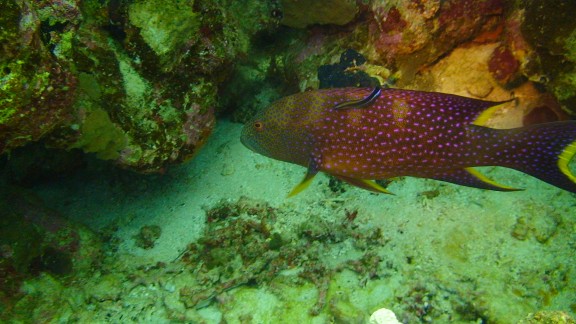 Rec Sea