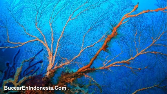 Indonesia