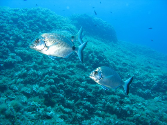 Reef Cala Serena