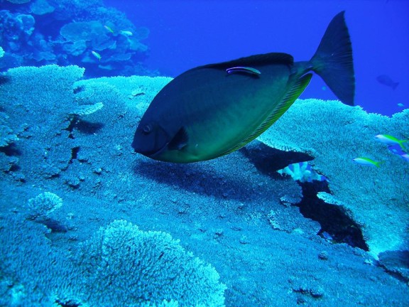 Addu City, Malediven