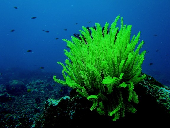 Islas Similan