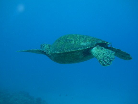 Honolulu, United States