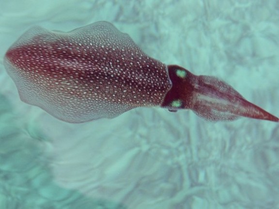 Malé, Maldives