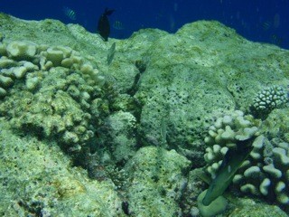 Fihalholi, Maldives