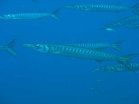 Felanitx, Spanien