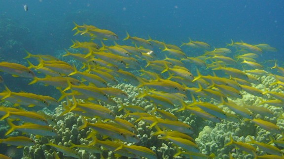 Red Sea