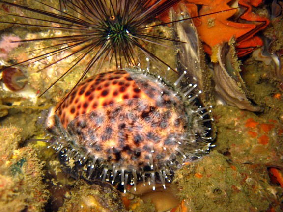 Cebu, Filippinerna