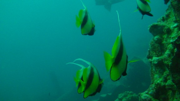 Red Sea