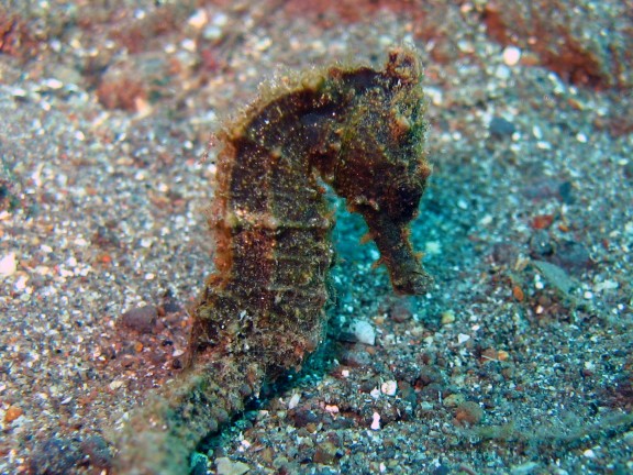 Baturiti, Indonesien