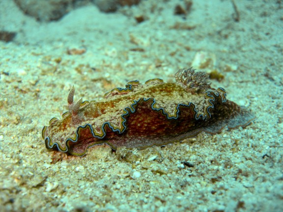 Cebu, Filippinerna