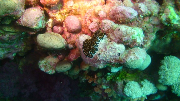 Red Sea