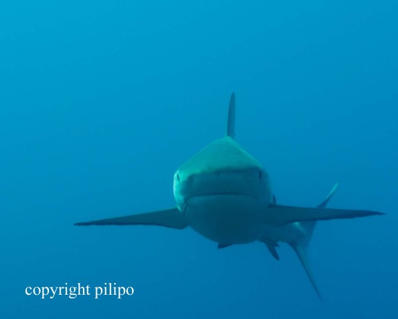 Bull Run, Bimini, The Bahamas