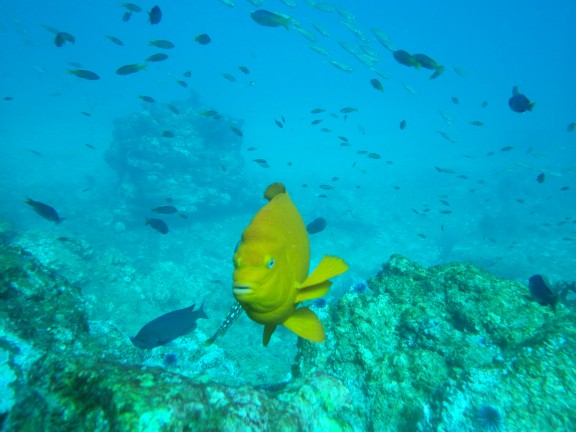 Ventura, United States
