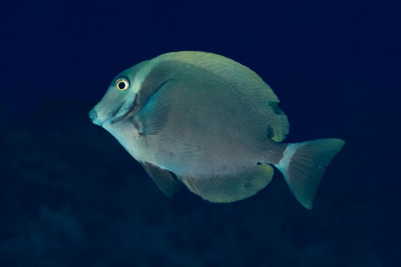 Isla de Pascua, Chile - fish