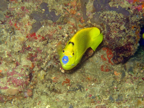 Baturiti, Indonesien