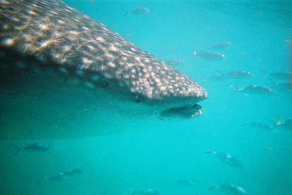 Holbox