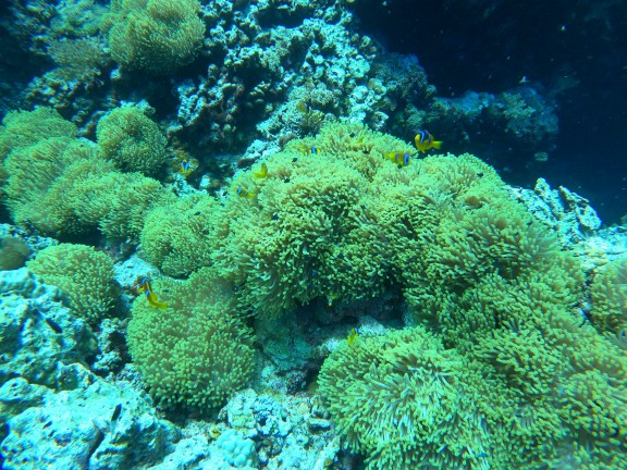 Red Sea, Egypt