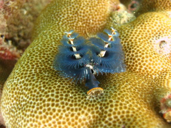Andaman, Indien