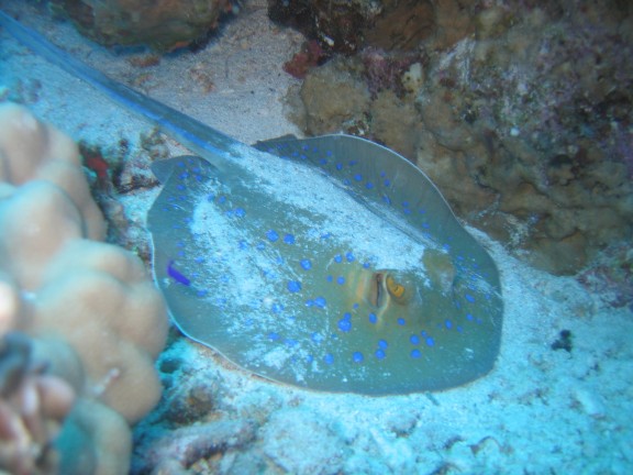 egitto sharm - fish