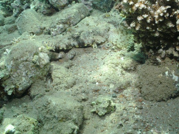Qesm Sharm Ash Sheikh, Egypten
