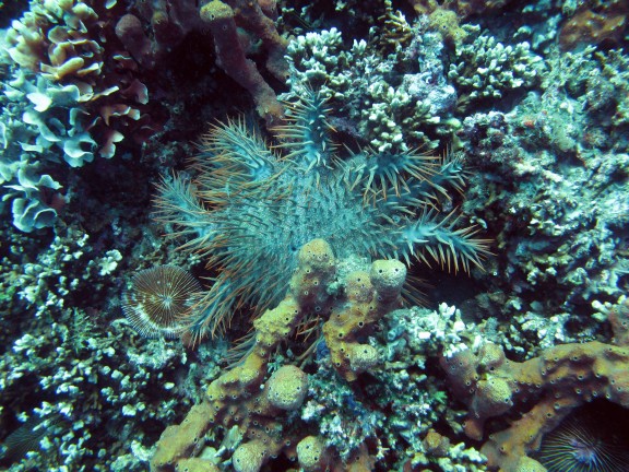 Kubu, Indonesia