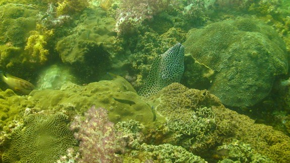 The Gulf of Oman