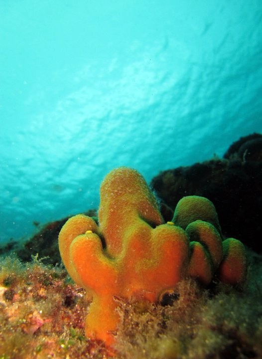 Red Sea