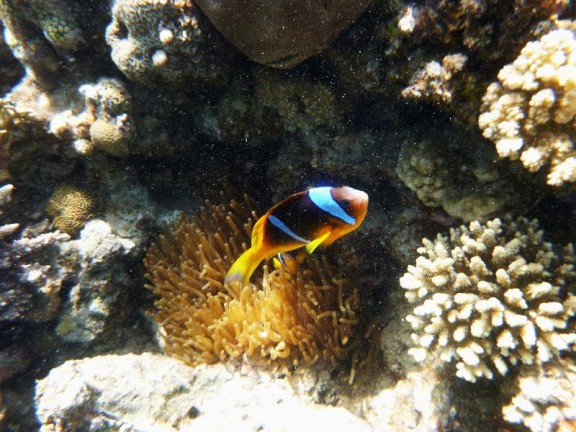 Dahab, Egypt