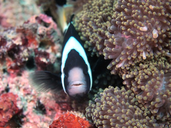 Semporna, Malaysia