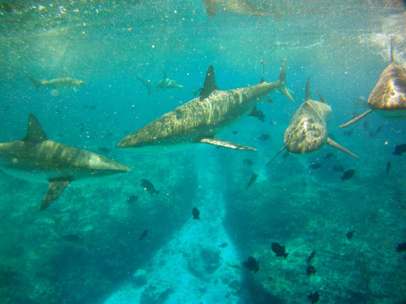 Alice Town, The Bahamas