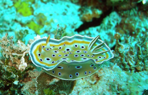 Seychelles