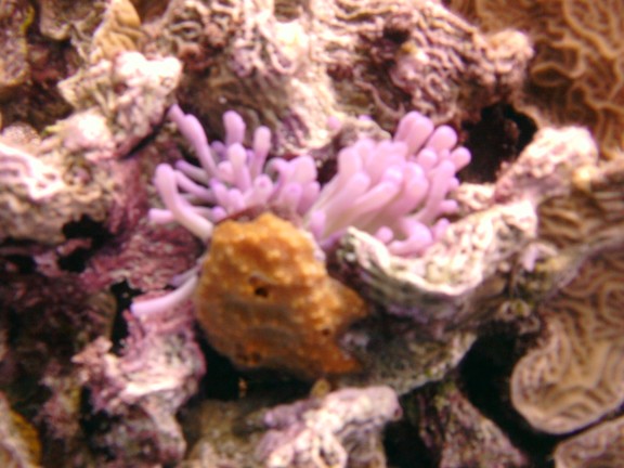 Kralendijk, Caribbean Netherlands