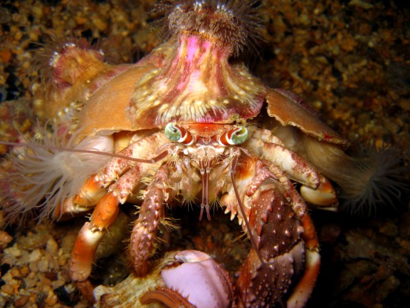 Cebu, Filippinerna