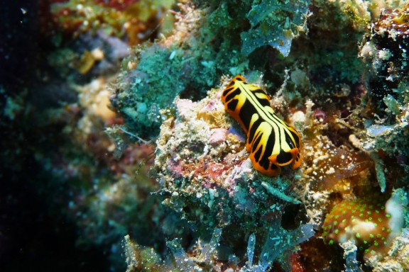 Nyambadao, Mayotte