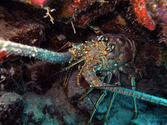 Bonaire, Netherlands Antilles