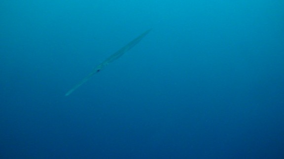 Red Sea