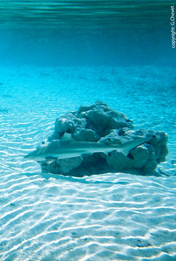 Îles Tuamotu, Polynésie française