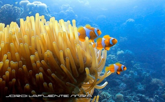 Indonesia