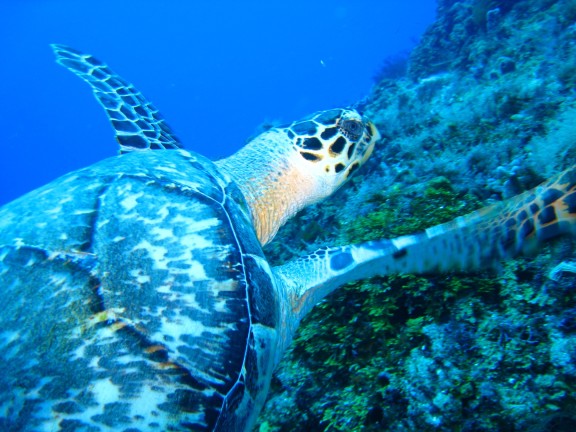 Quintana Roo, Mexico